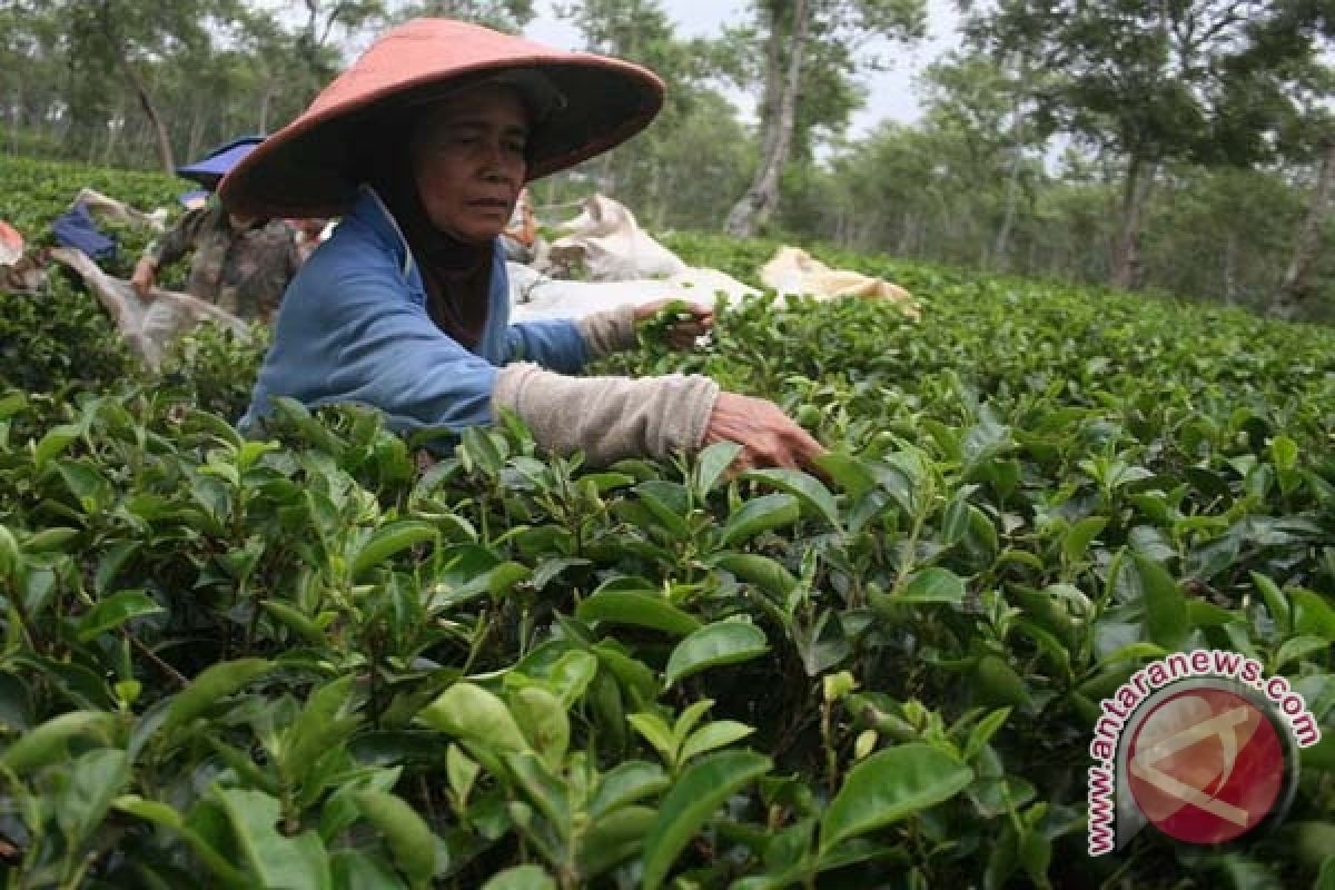 Kementan anggarkan Rp50 miliar perbaiki perkebunan teh 