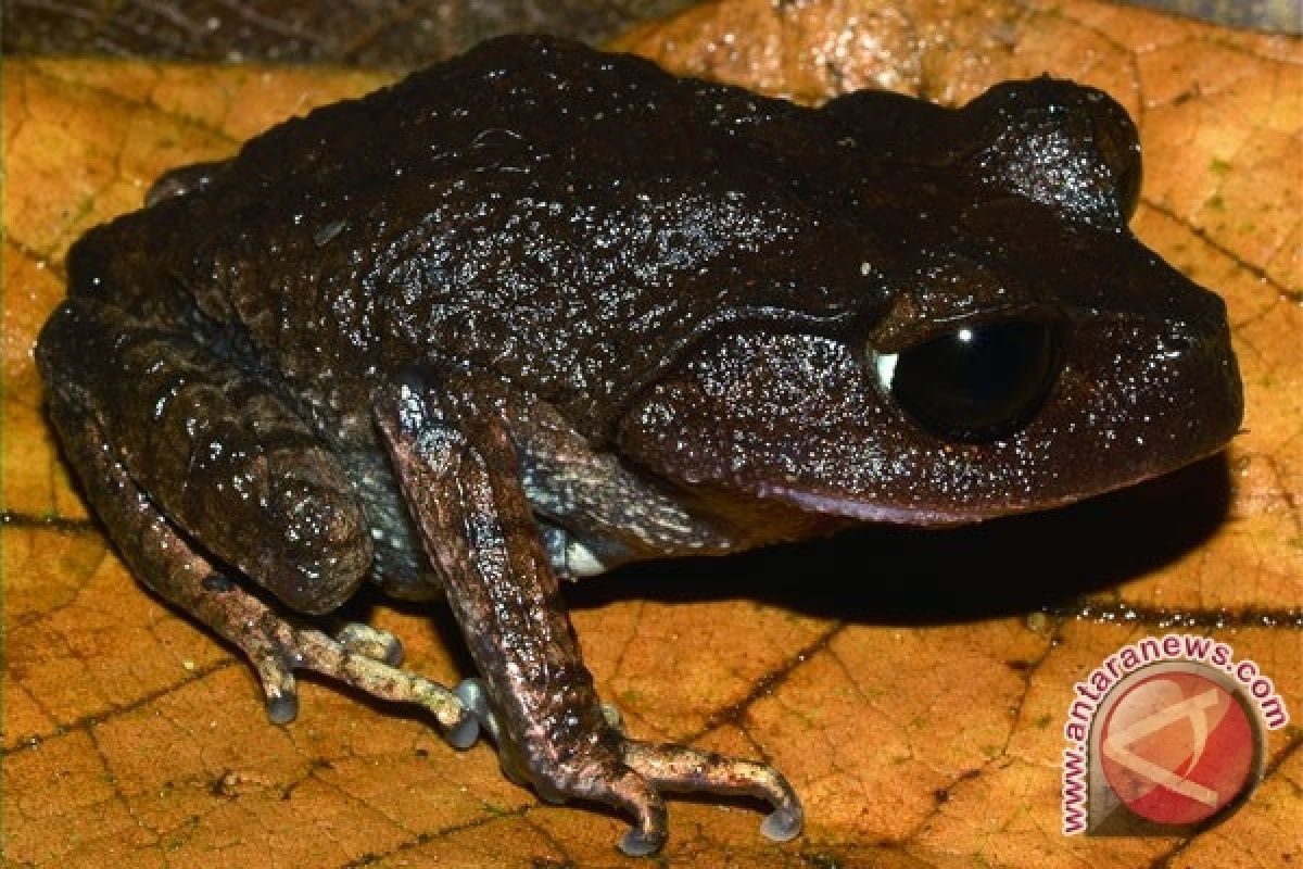  Peneliti LIPI Temukan Tiga Spesies Katak Baru