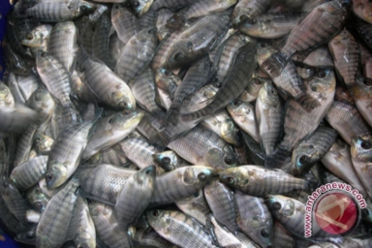 Pedagang Kesulitan Tambah Stok Ikan Air Tawar