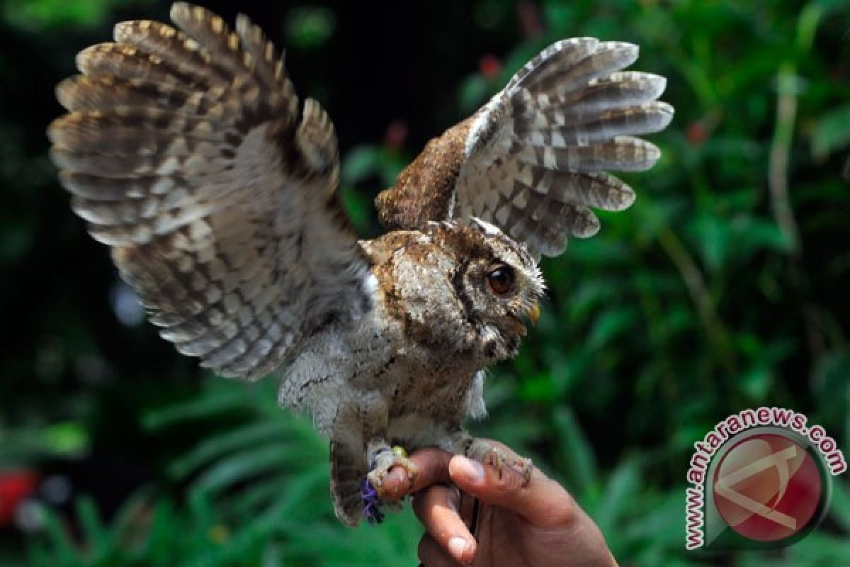 Fakta menarik tentang burung hantu