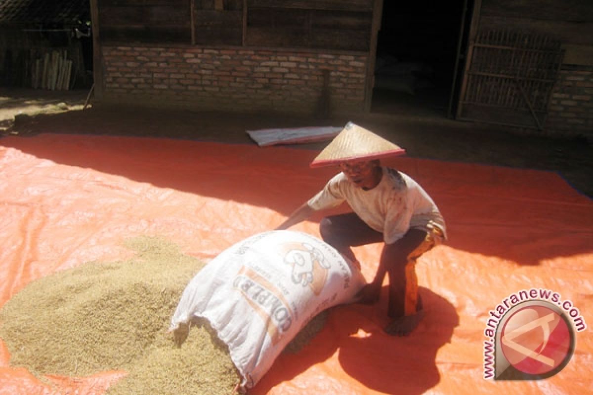 Harga padi di Lampung naik