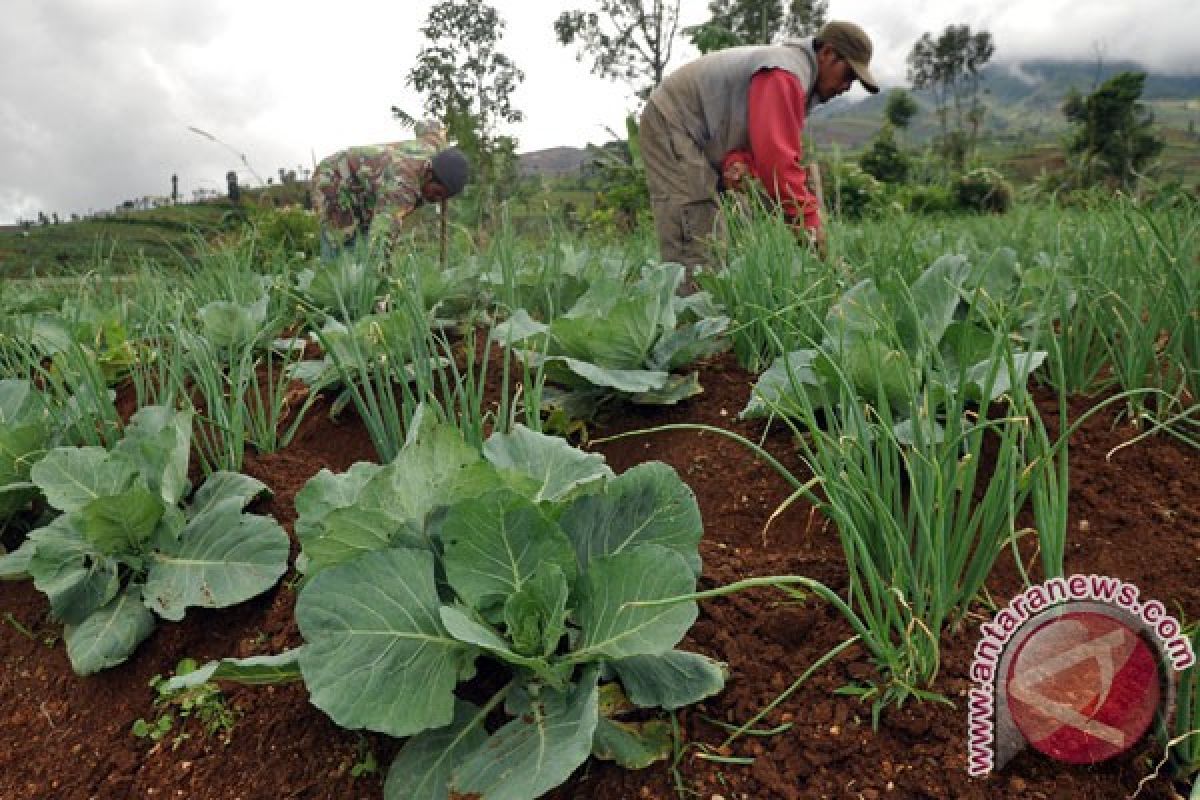 Kementan: Wamena layak dikembangkan sentra sayur subtropis