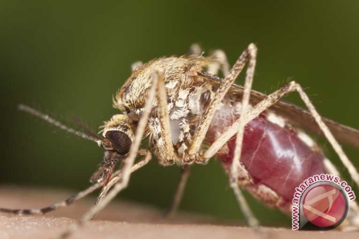 Penderita Malaria Tabalong Capai 614 Orang 