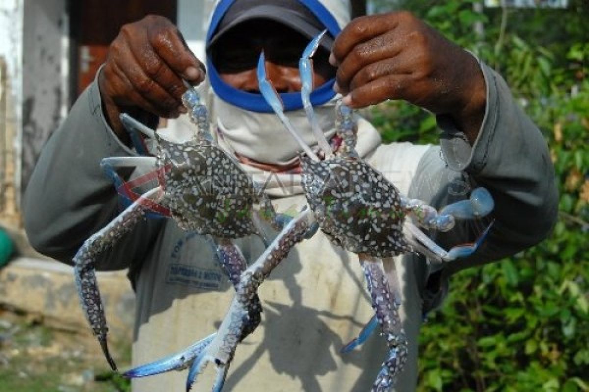 Harga Kepiting Ekspor Naik