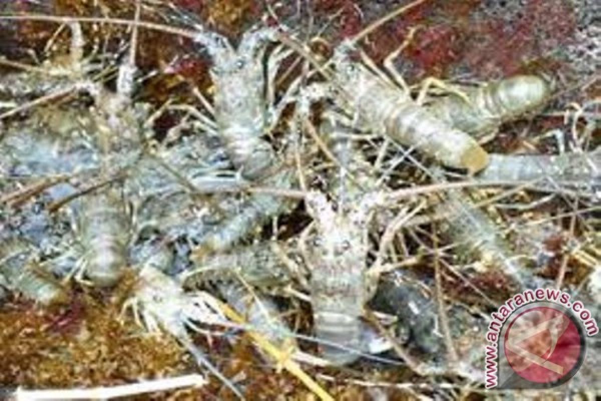 Kementerian Kelautan gelar simposium lobster di NTB