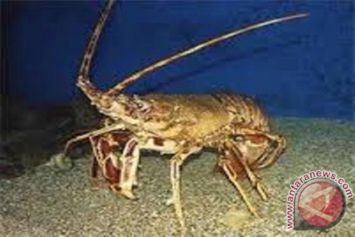 Pemprov NTB siapkan rancangan regulasi penangkapan lobster