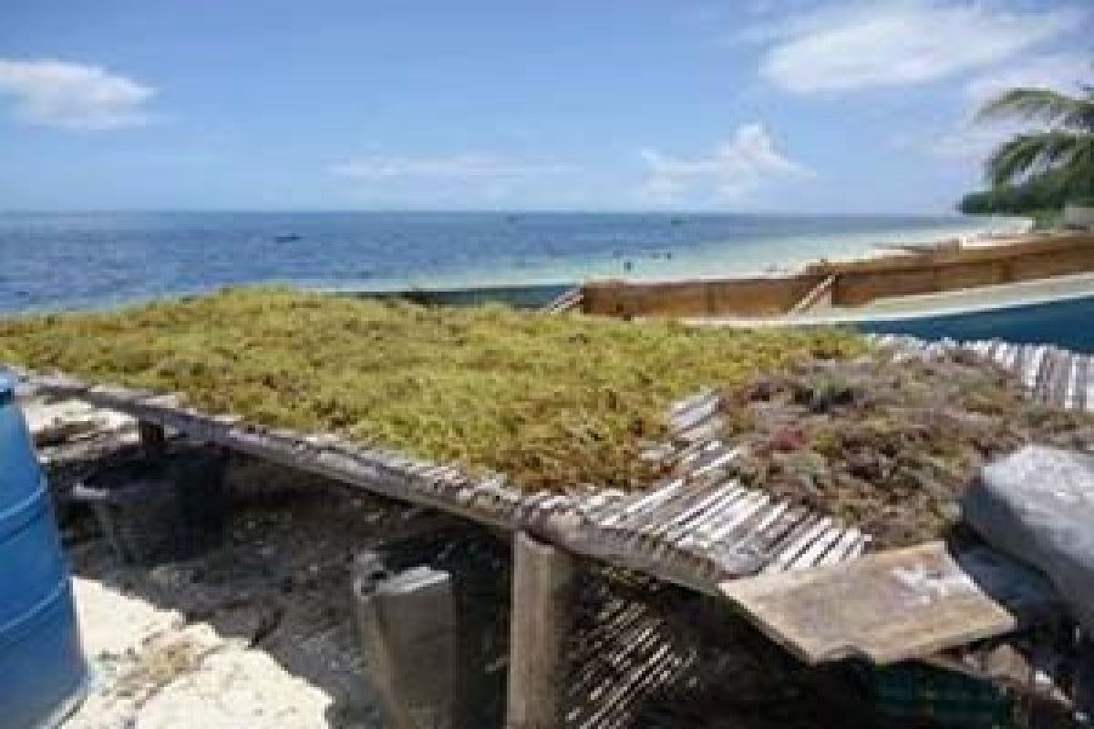 Petani Rumput Laut Bombana Butuh Bantuan Pemerintah