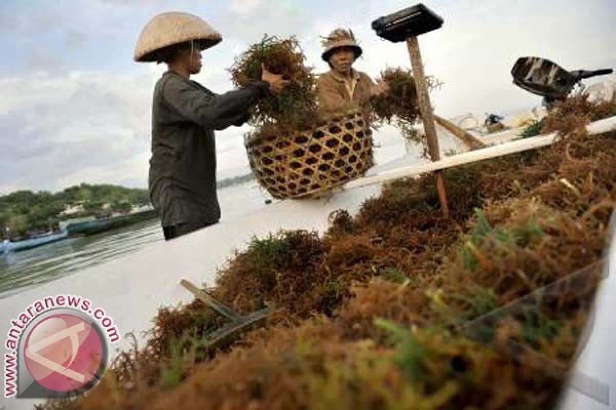 Rumput Laut di Nusa Lembongan Terserang Hama