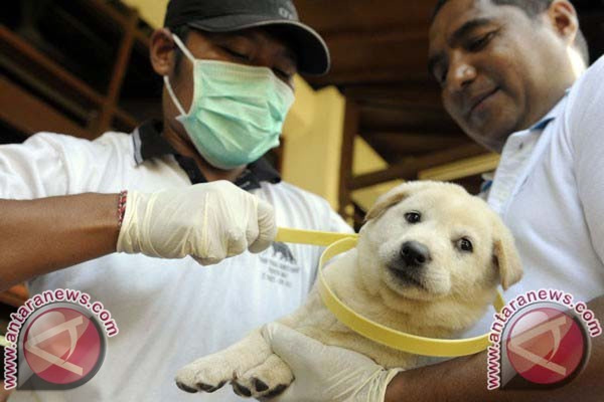 Disnak Bali Siapkan 200.000 Kalung Anjing