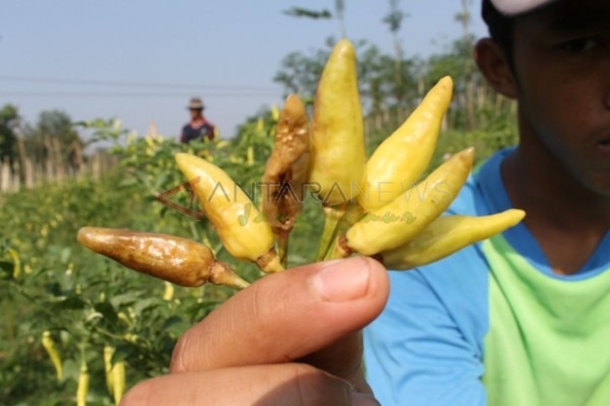 Dispertan Madiun Imbau Petani Waspadai Anomali Cuaca