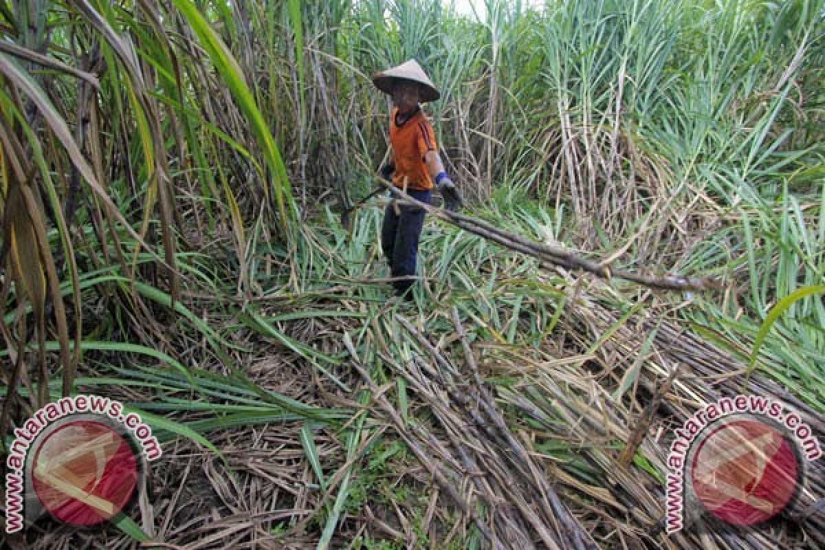 Produksi Gula 2014 Diprediksi Naik