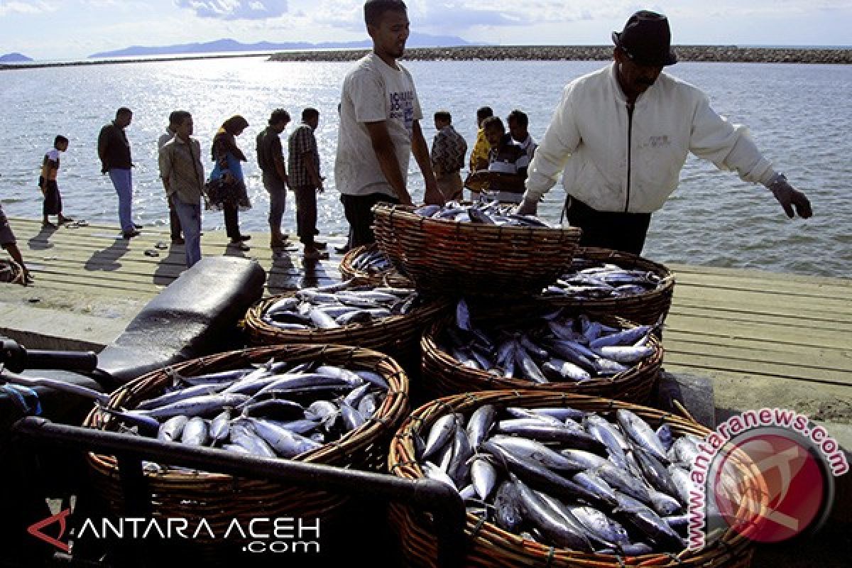 Harga Ikan Tongkol Anjlok di Aceh Utara