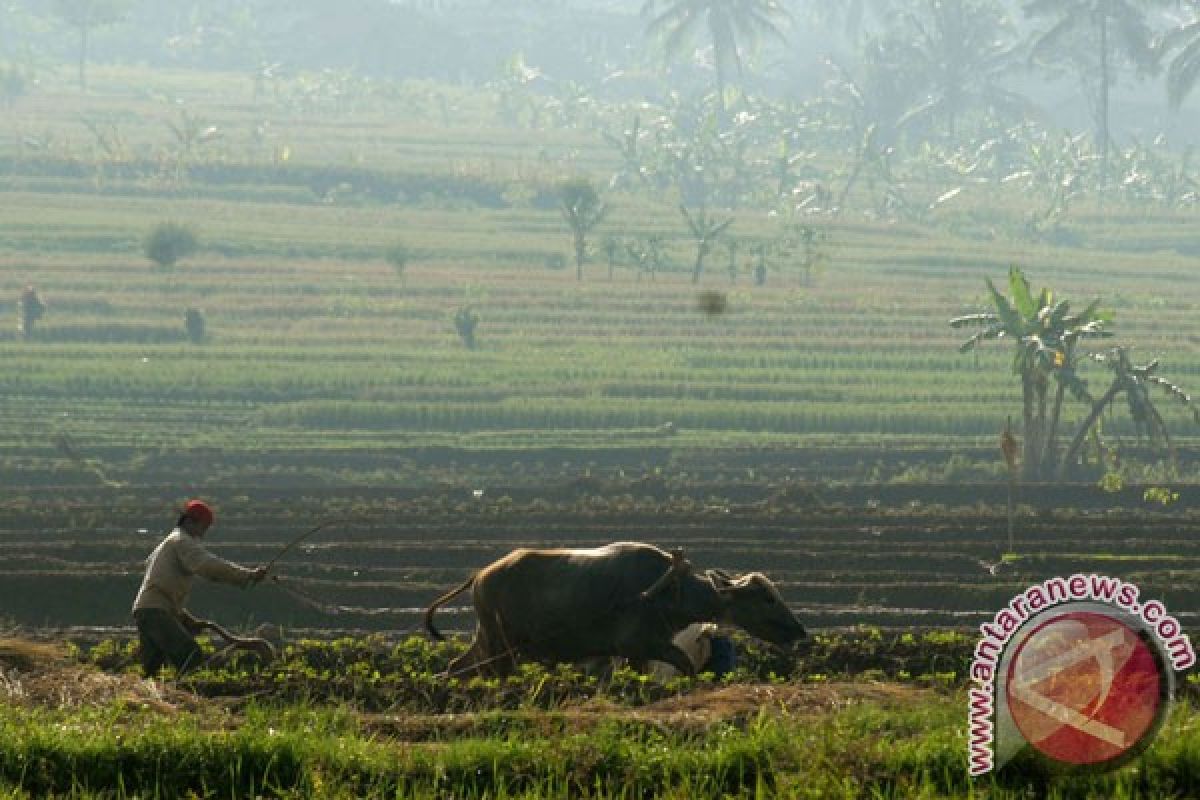 Saatnya Indonesia berdaulat pangan