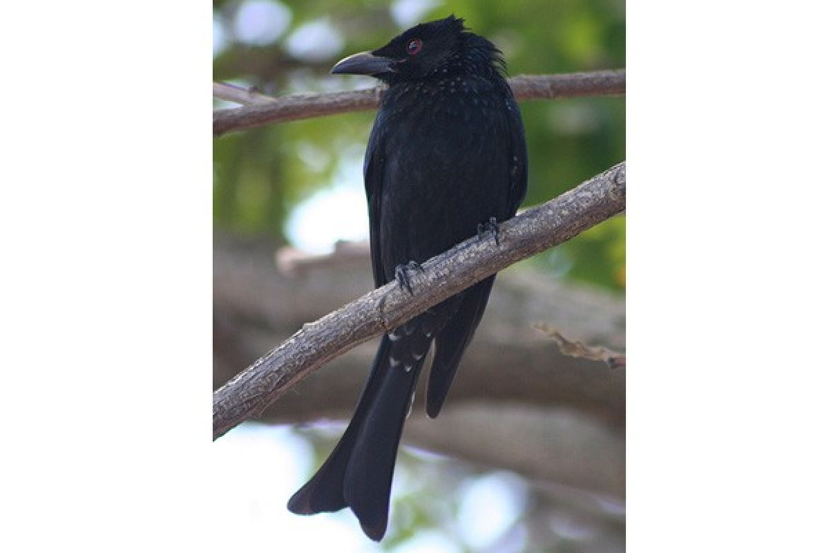 Burung drongo, penipu ulung dari Afrika