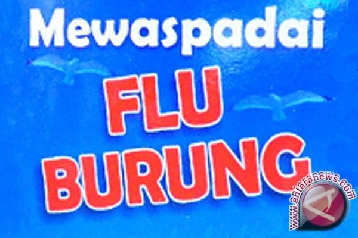 Dugaan Flu Burung di Minahasa Tenggara Tunggu Hasil Lab