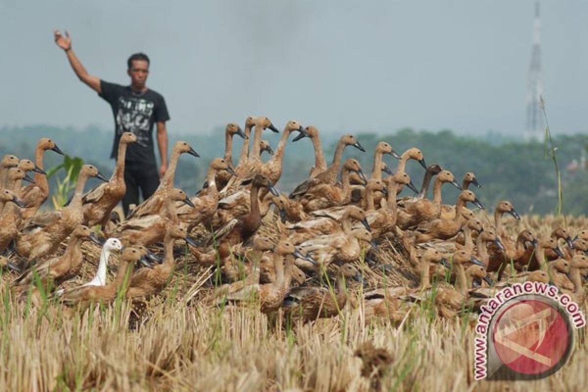 Ribuan bebek di kabupaten ini mati mendadak