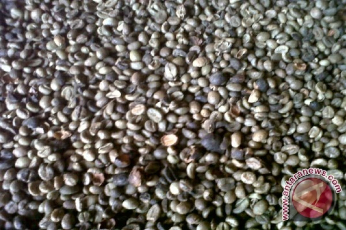 Harga kopi bijian di Rejanglebong masih stabil 