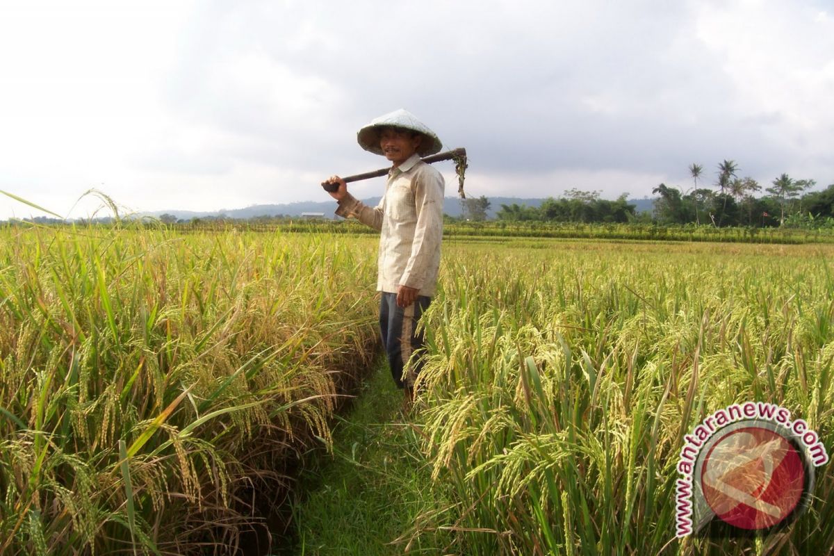 Legislator Seruyan Apresiasi Pembangunan Pertanian 