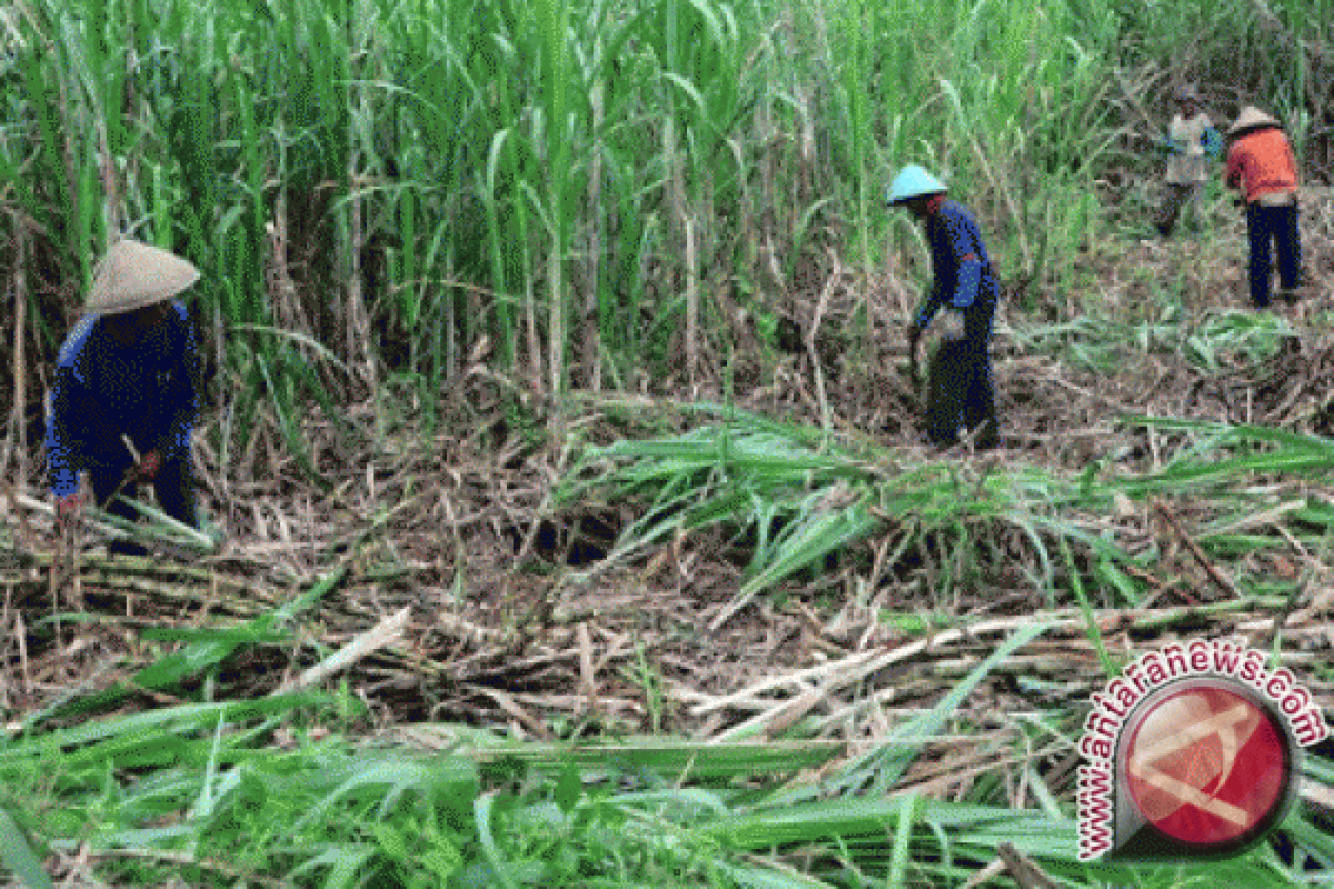 Bersatu membantu petani tebu 