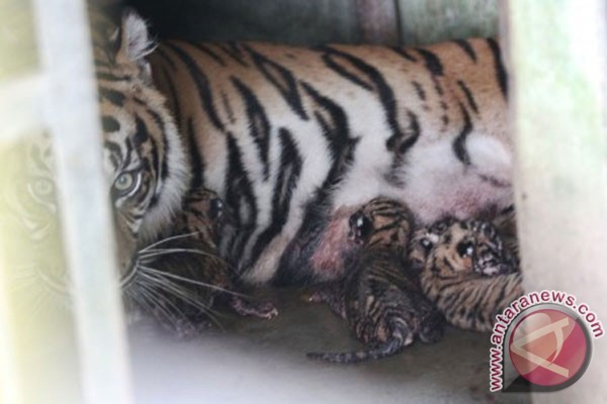 Harimau koleksi Medan Zoo lahirkan empat  anak