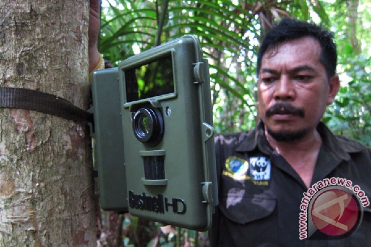 4 anak badak jawa lahir di Taman Nasional Ujung Kulon