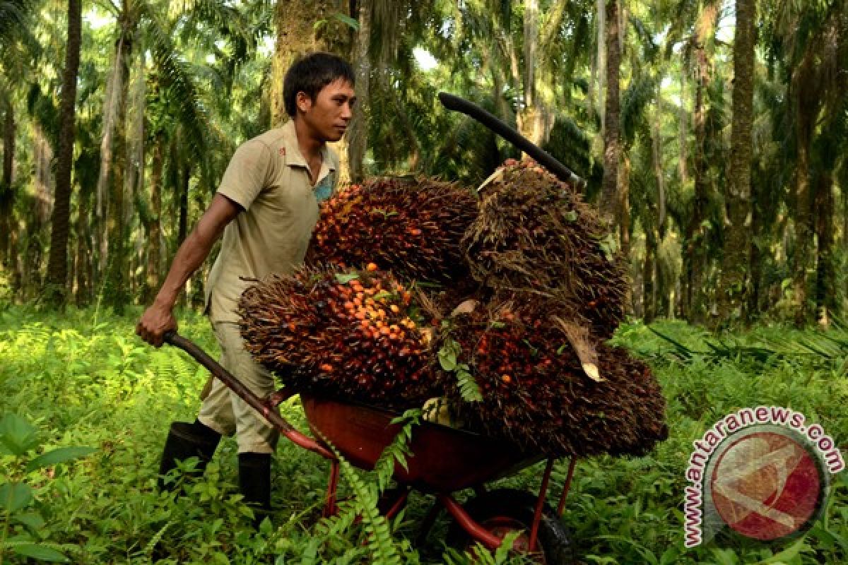 Petani sawit Indonesia bertemu bahas persoalan lahan hingga harga