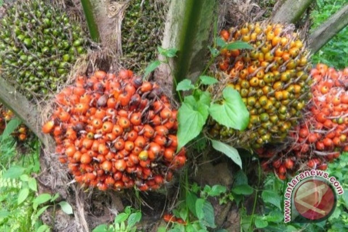 Agribisnis Kelapa Sawit Lokomotif Baru Perekonomian Kaltim 