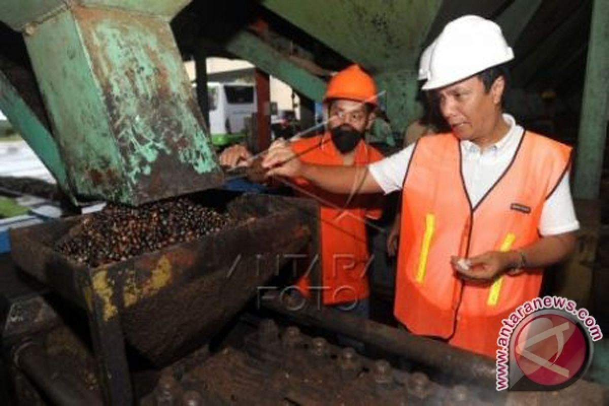 Petani Sawit Kotabaru Nikmati Harga Rp1.600/Kg