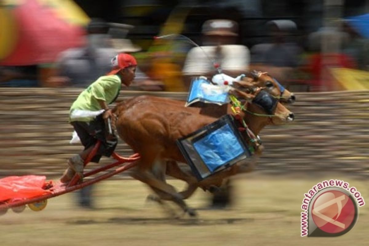 Fotografer ANTARA Pamerkan Karapan Sapi Di Turki