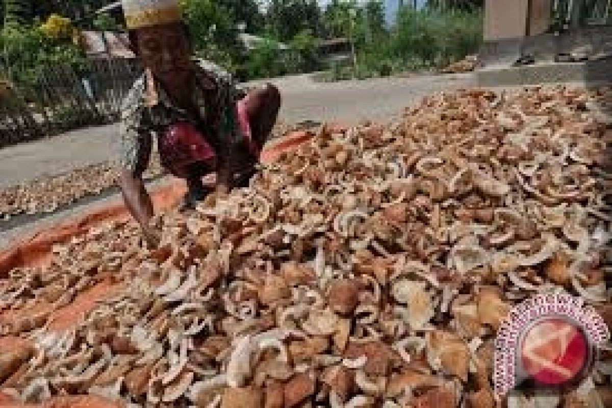 Sulteng Suplai Kopra Dua Provinsi Di Sulawesi 