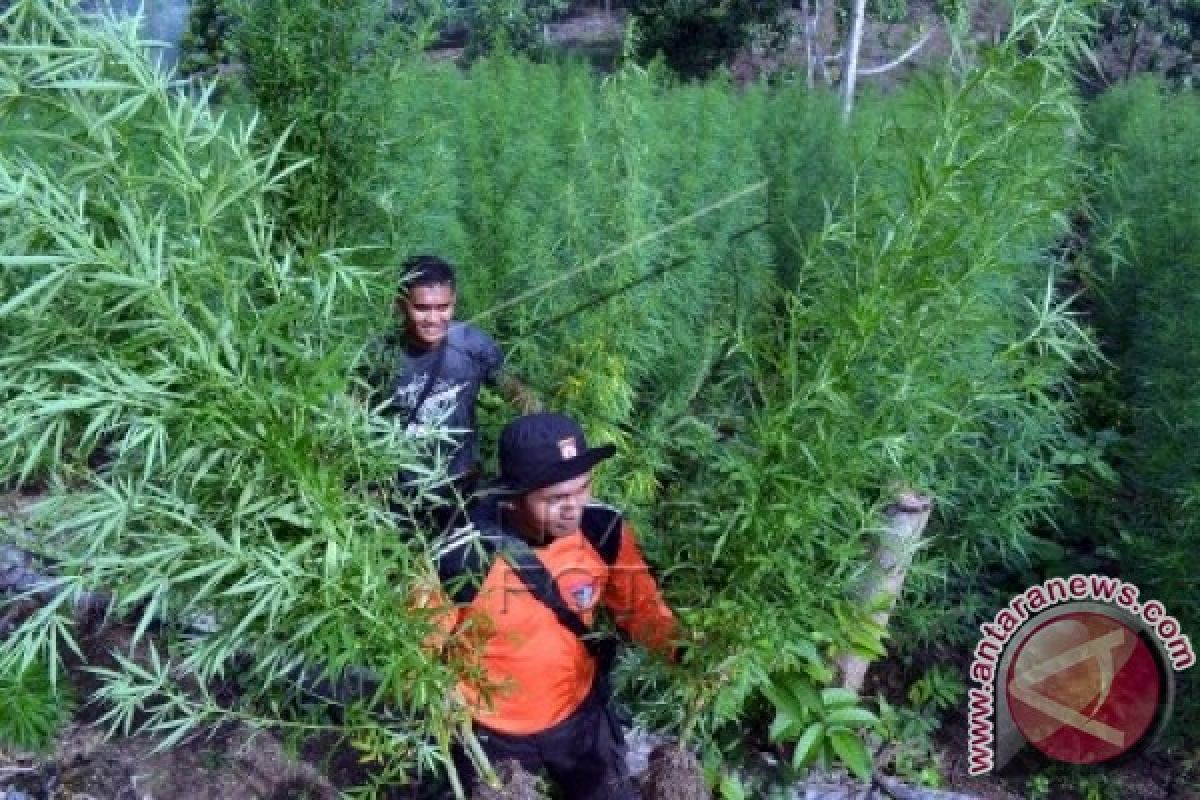 Polisi gerebek ladang ganja tangkap seorang tersangka