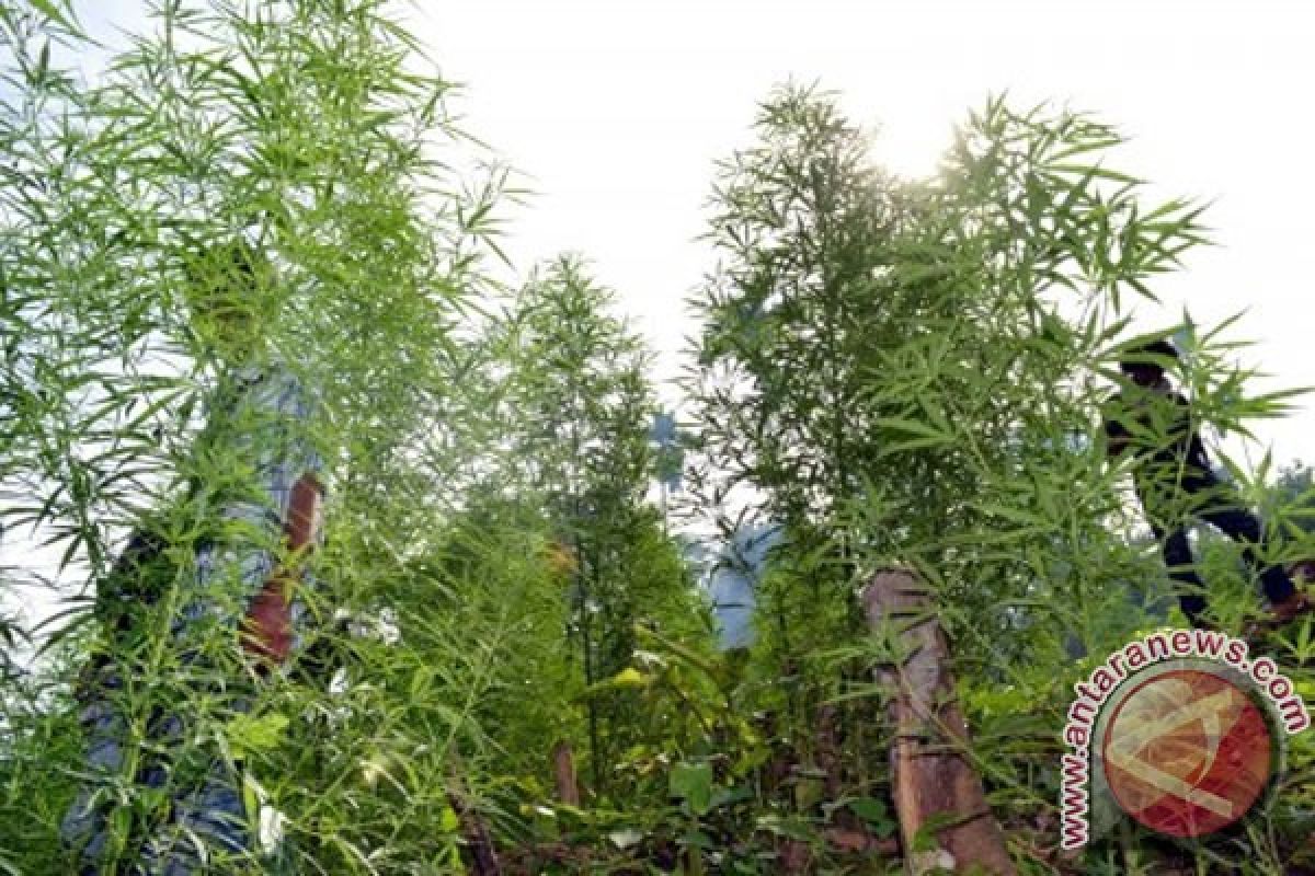 Polres Rejanglebong temukan dua hektare ladang ganja