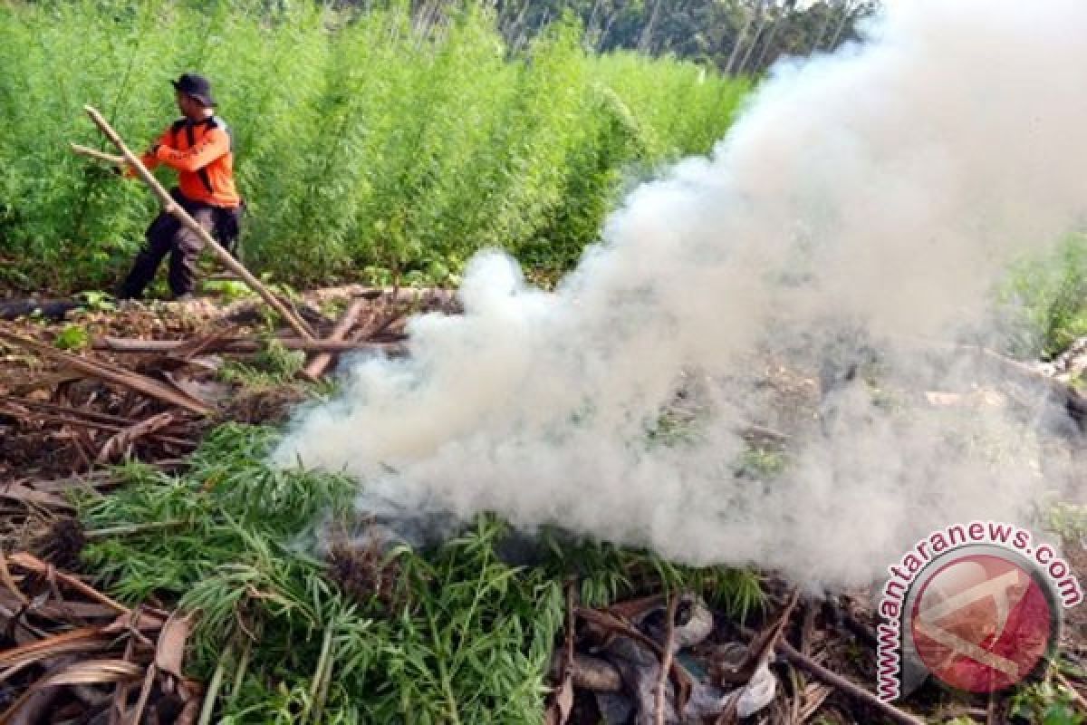 BNN musnahkan tiga hektare ladang ganja