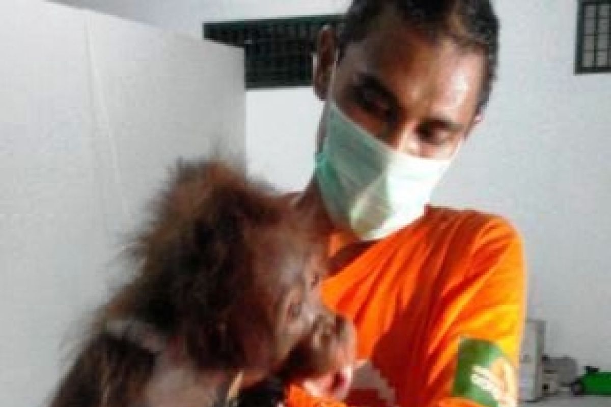 Waga Serahkan Orangutan Terluka ke Balai TNK