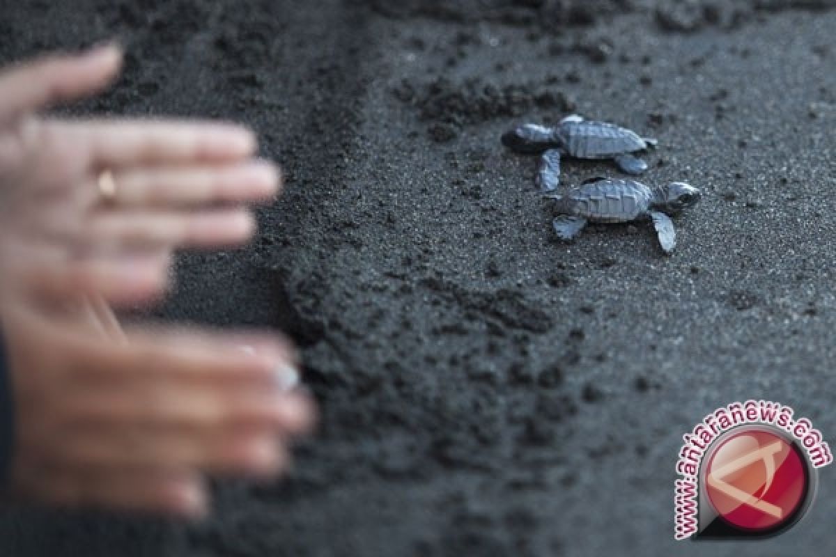 Wartawan Lepas Tukik di Gili Trawangan Lombok