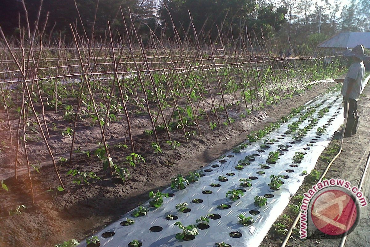 Petani Pangkalpinang Keluhkan Serangan Hama Ulat