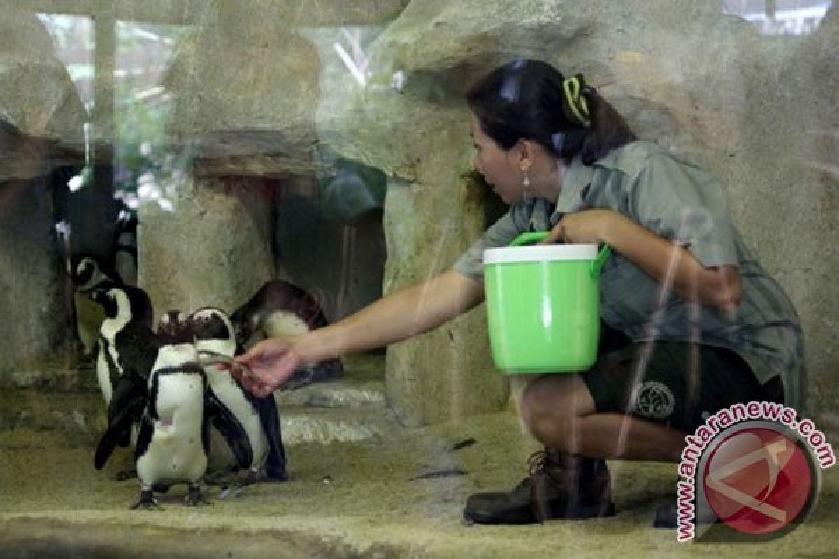 GLZoo sediakan ruang pendingin pakan penguin jackass