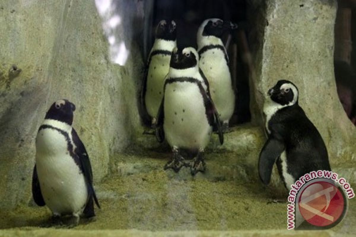 Chile tolak proyek tambang besi untuk lindungi penguin