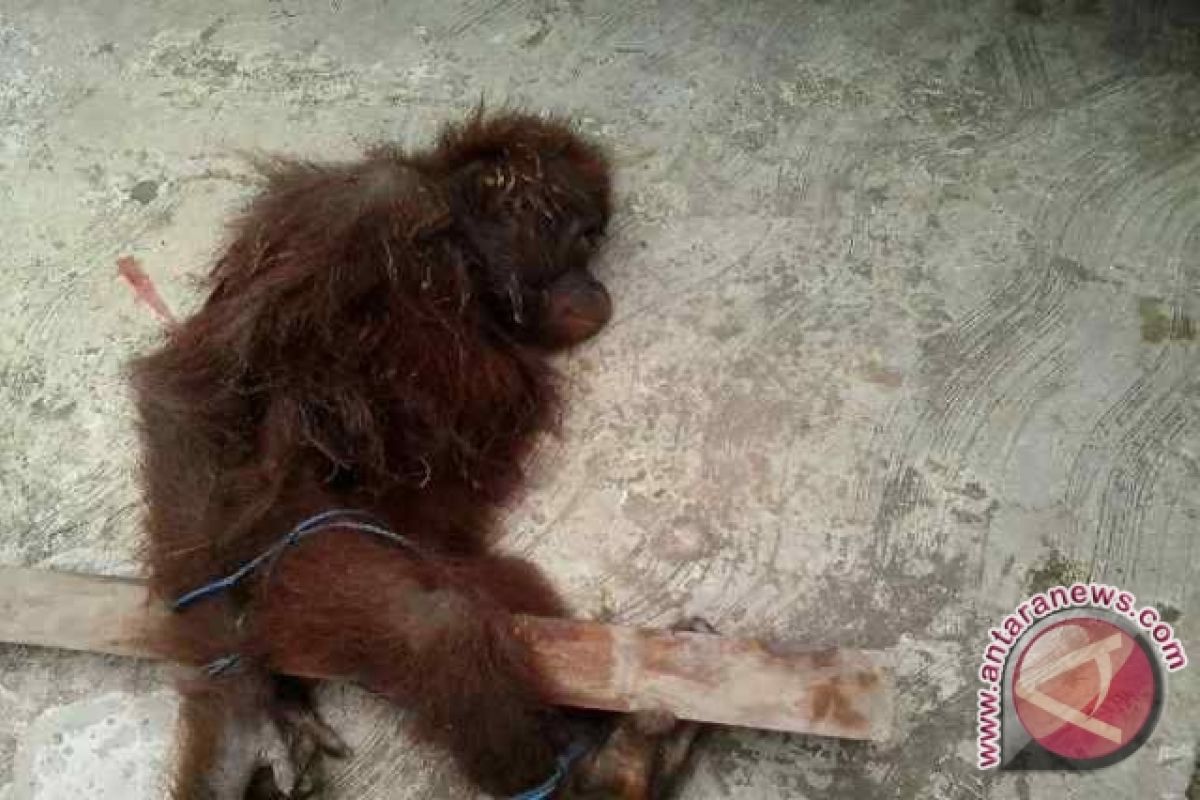 BOSF Samboja Observasi Anak Orangutan Terluka