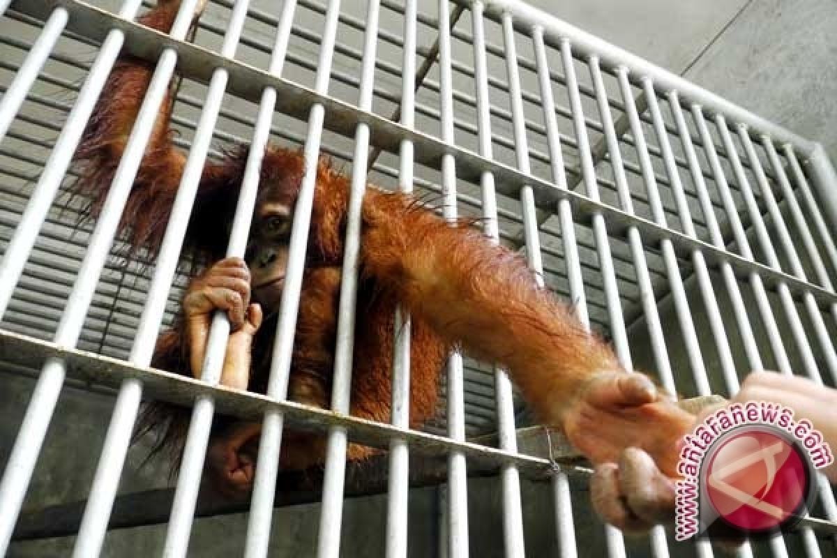 Bos Nyaru Menteng Kalteng Rehabilitasi 491 Orangutan 