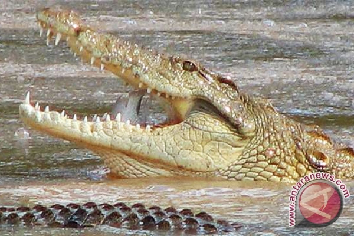 BKSDA Akui Buaya Sungai Mentaya Paling Ganas 