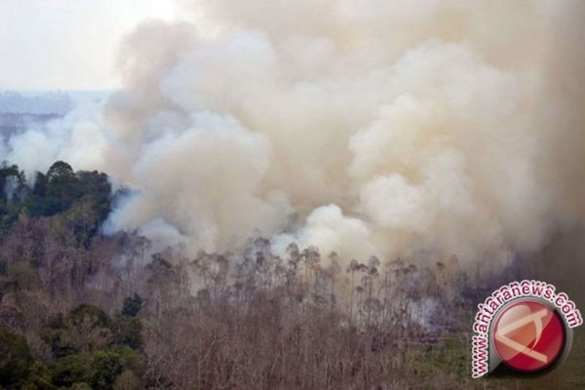 Menhut: Pembakar Hutan Tak Kebal Hukum
