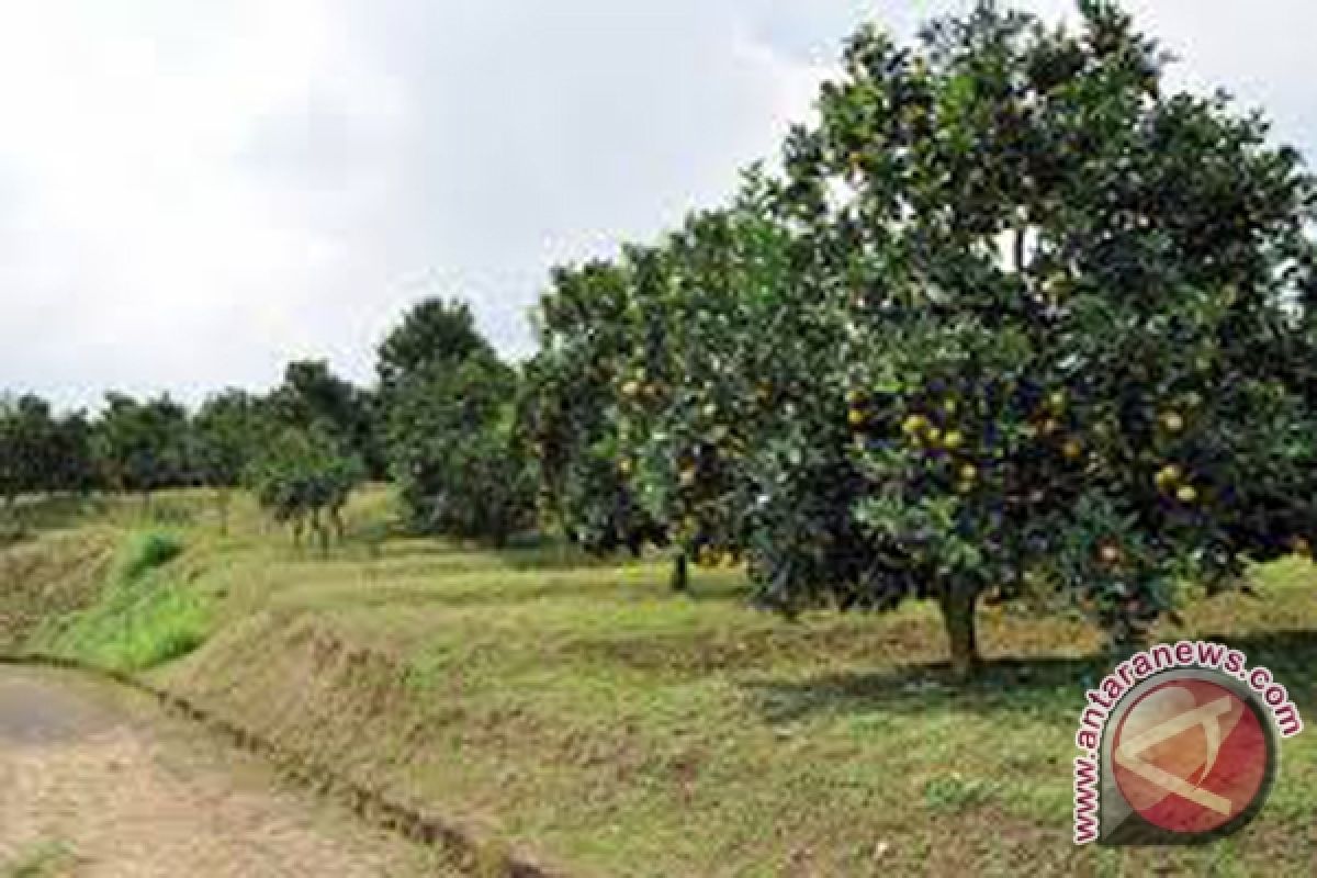 BBTPH Gardens Potentially an Agrotourism