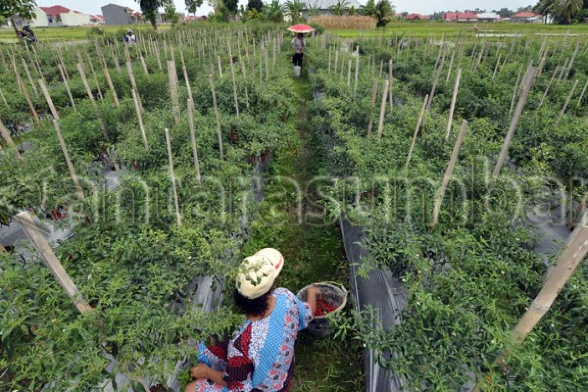 Seribu hektare lahan ulayat terlantar di Sumbar