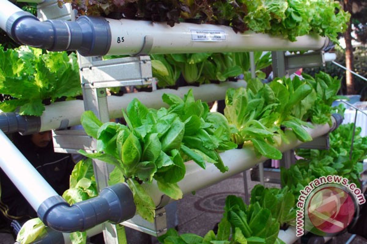 "Aquaponic" dikembangkan melalui sekolah lapangan