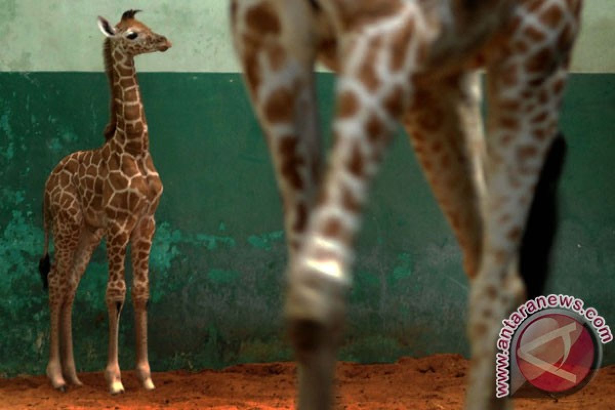 "Pilpres", nama bayi jerapah di Taman Safari Cisarua