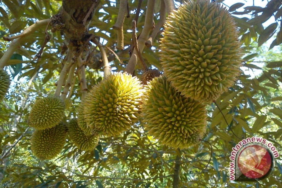 Sugianto Kuliahkan Anak Dari Hasil Durian Monthong