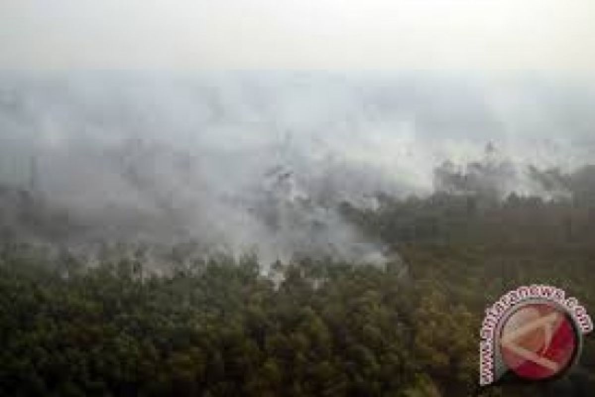 Tiga titik kebakaran hutan di Dumai Provinsi Riau belum bisa dikendalikan