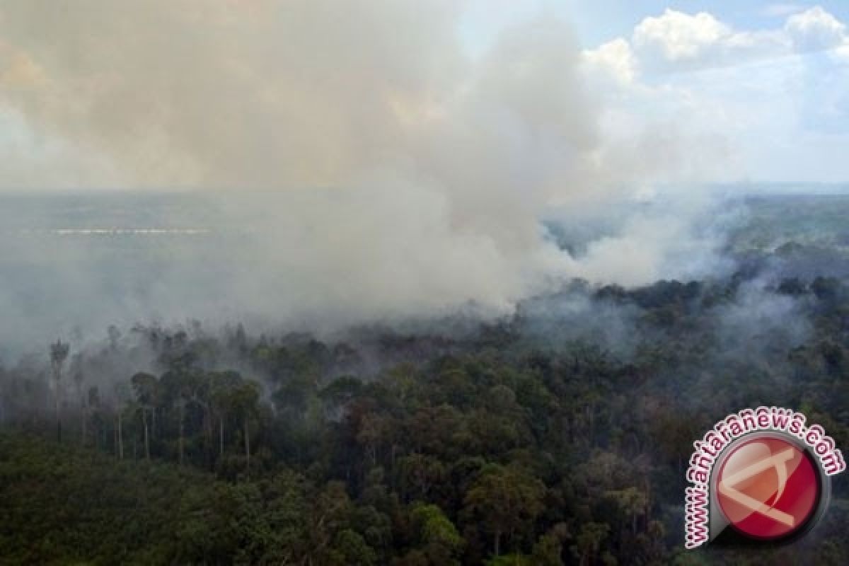 BKSDA Kalteng Akui Taman Sebangau Kembali Terbakar 