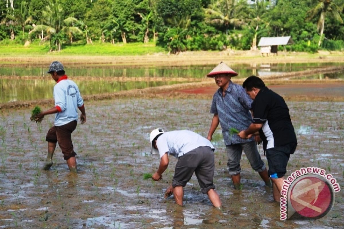 Kukar Canangkan Gerakan Tanam Padi 2014